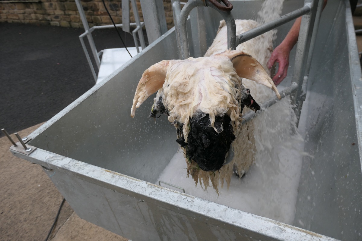 the-big-sheep-dipper-washing-lambs